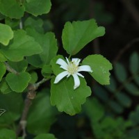 Grewia tenax (Forssk.) Fiori